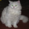 avatar_logus