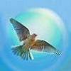 avatar_Jean Alouette