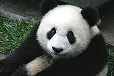 avatar_Big Panda