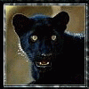 avatar_Чёрная кошка