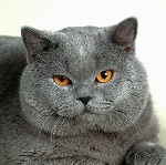 avatar_Lev A